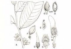Oxandra laurifolia Yaya, lancewood Oxandra laurifolia Yaya, lancewood